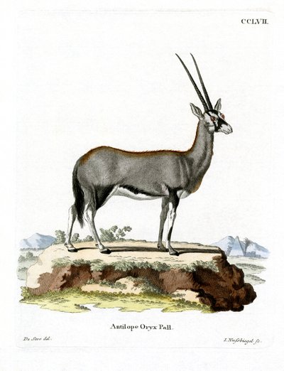Arabian Oryx by German School