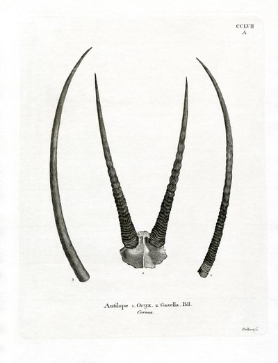 Arabian Oryx Horns by German School