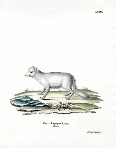 Arctic Fox by German School