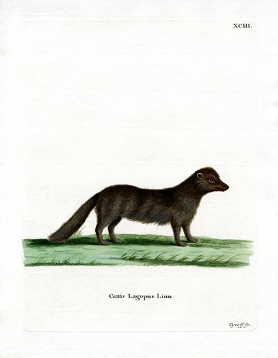 Arctic Fox by German School