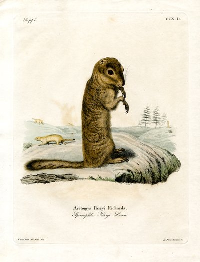 Arctic Ground Squirrel by German School
