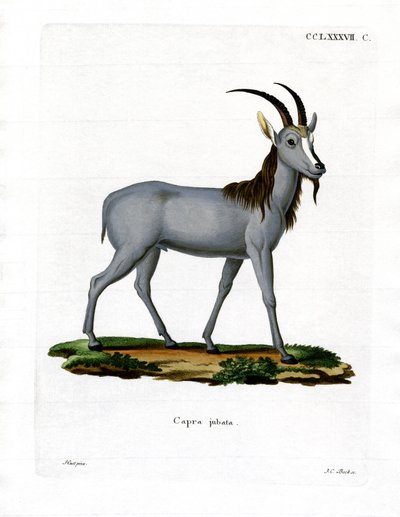 Argali by German School