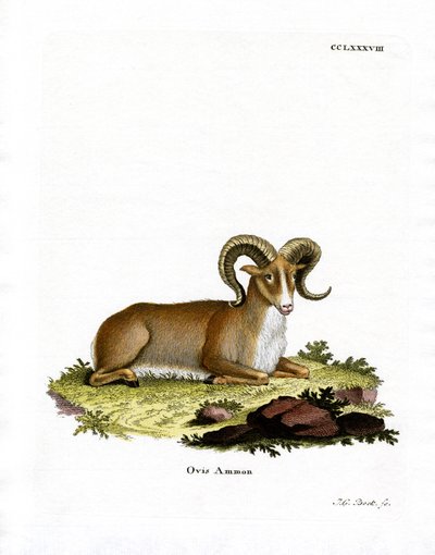 Argali by German School