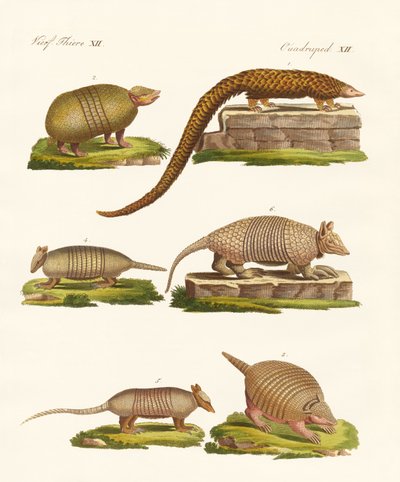 Armoured animals by German School