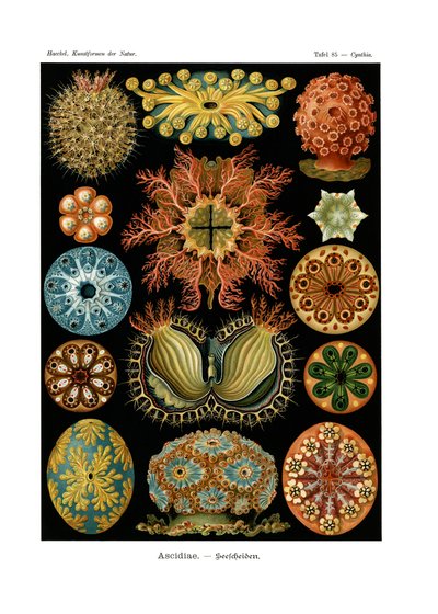 Ascidiae by German School