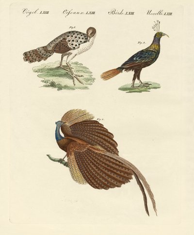 Asiatic Birds by German School