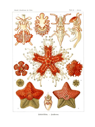 Asteridea by German School