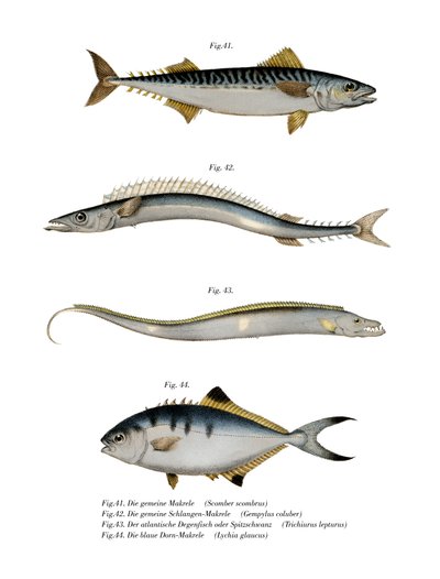 Atlantic Mackerel by German School