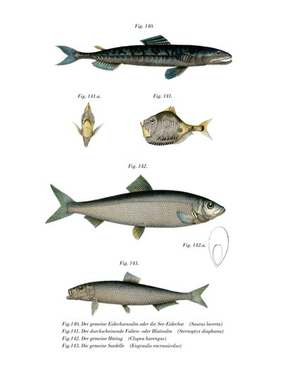 Atlantic Saury by German School
