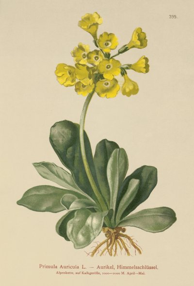 Auricula by German School