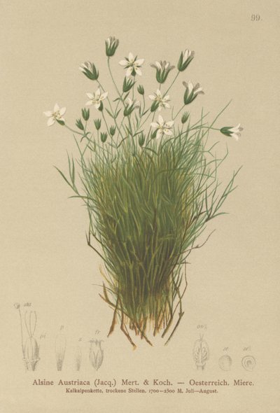 Austrian Sandwort by German School