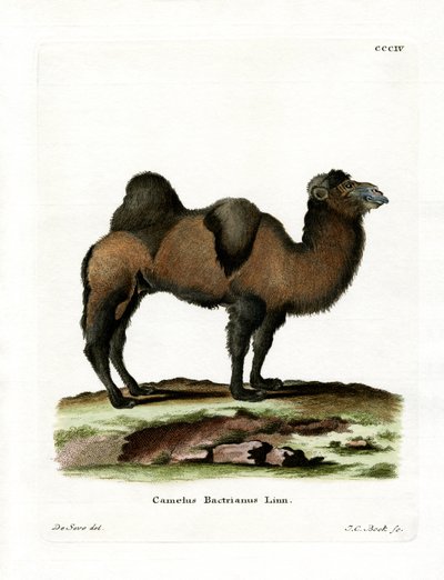 Bactrian Camel by German School