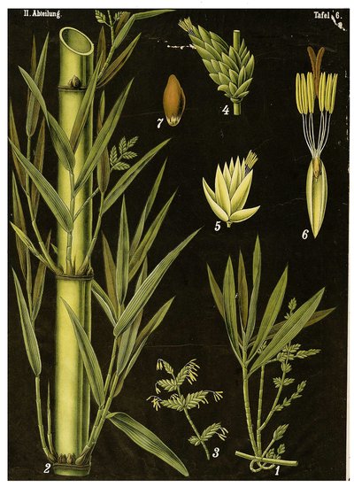 Bamboo by German School