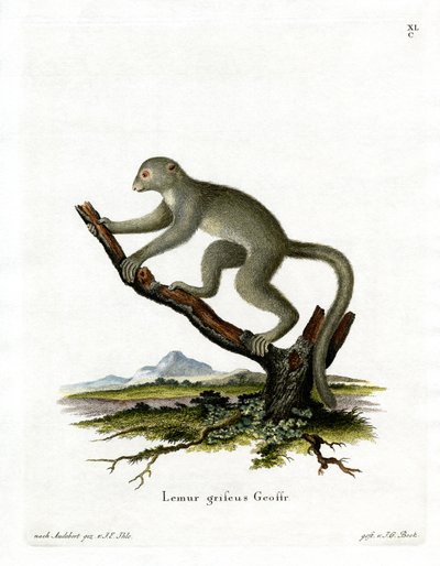 Bamboo Lemur by German School