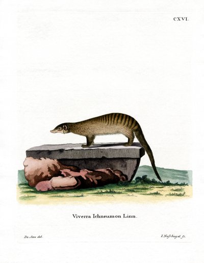 Banded Mongoose by German School