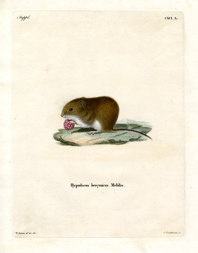 Bank Vole by German School