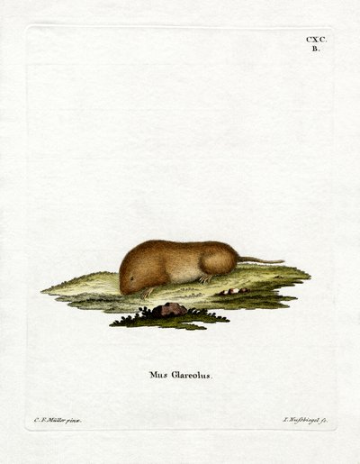 Bank Vole by German School