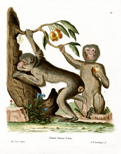 Barbary Ape by German School