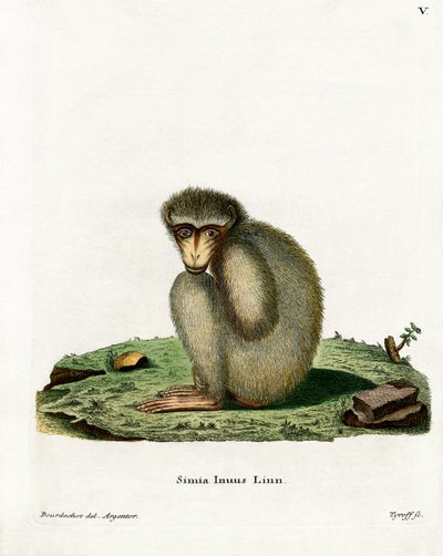 Barbary Ape by German School