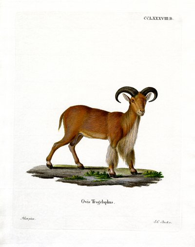Barbary Sheep by German School