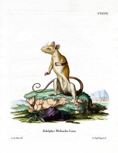 Bare-tailed Woolly Opossum by German School