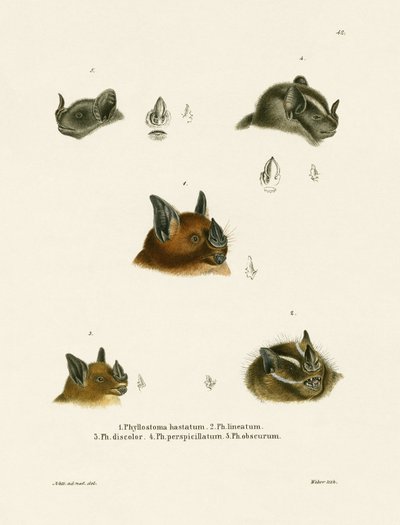 Bat Heads by German School