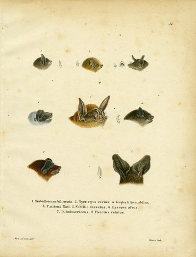 Bat Heads by German School