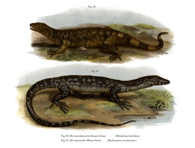 Beaded Lizard by German School