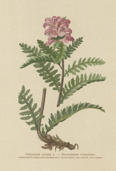 Beakless Red Lousewort by German School