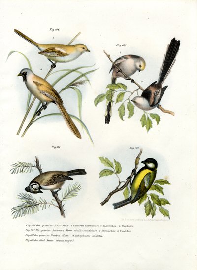Bearded Parrotbill by German School