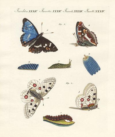 Beautiful butterflies by German School