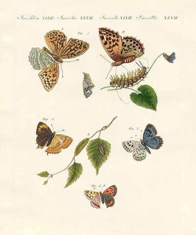 Beautiful German Butterflies by German School