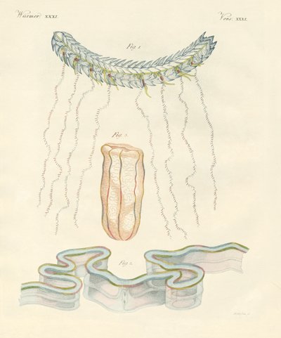 Beautiful Comb Jellies by German School