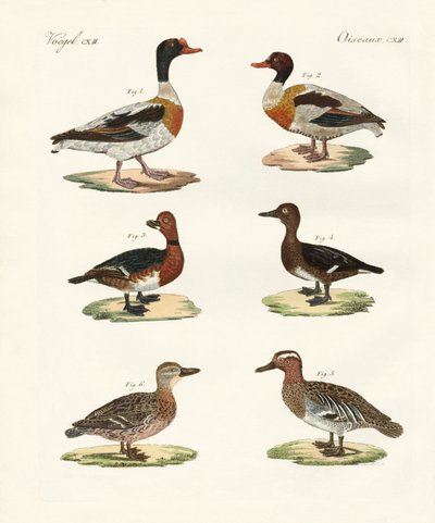 Beautiful ducks by German School
