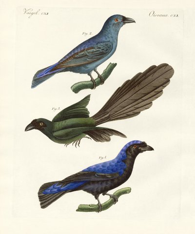 Beautiful Foreign Birds by German School