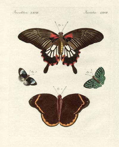 Beautiful Foreign Butterflies by German School