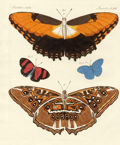 Beautiful foreign butterflies by German School