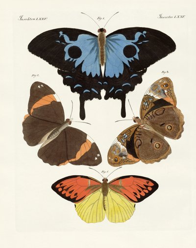 Beautiful Foreign Butterflies by German School