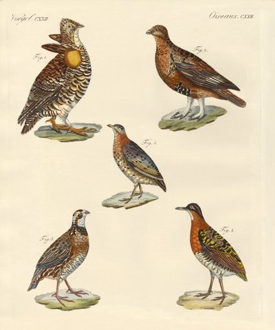 Beautiful Hen-like Birds by German School