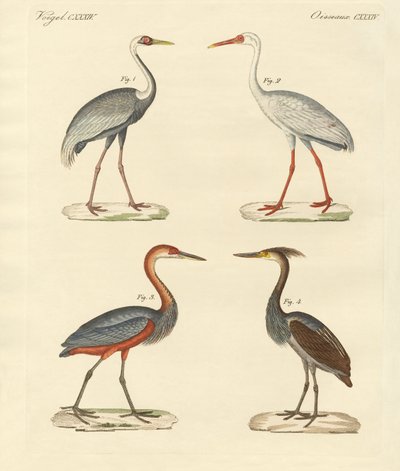 Beautiful Marsh-Birds by German School