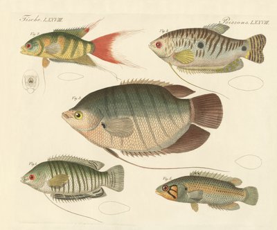 Beautiful New Fish by German School