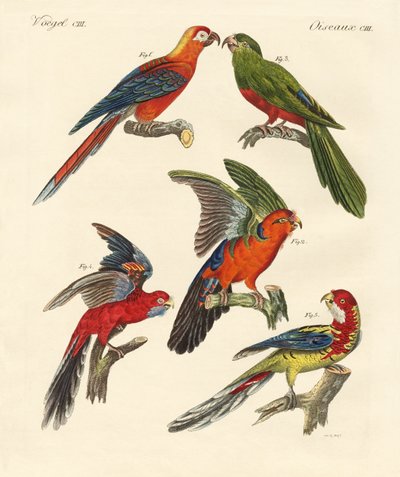 Beautiful parrots by German School