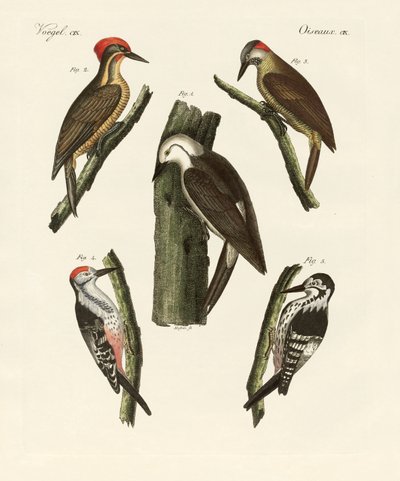 Beautiful Woodpeckers by German School