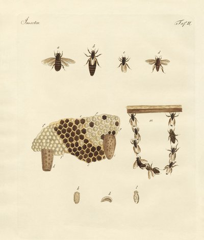 Bees by German School