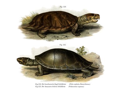Big-headed Amazon River Turtle by German School