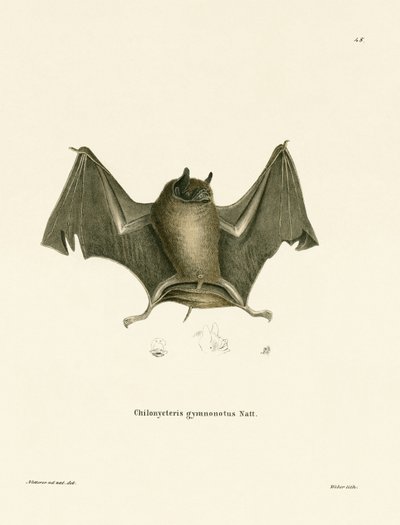 Big Naked-backed Bat by German School