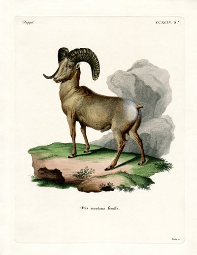 Bighorn Sheep by German School