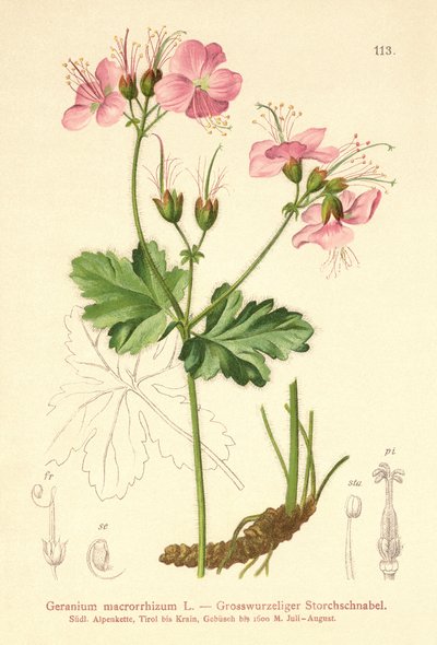 Bigroot Geranium by German School