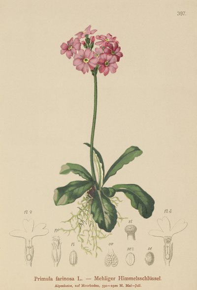 Birds-eye Primrose by German School