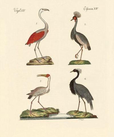 Birds from Hot Countries by German School